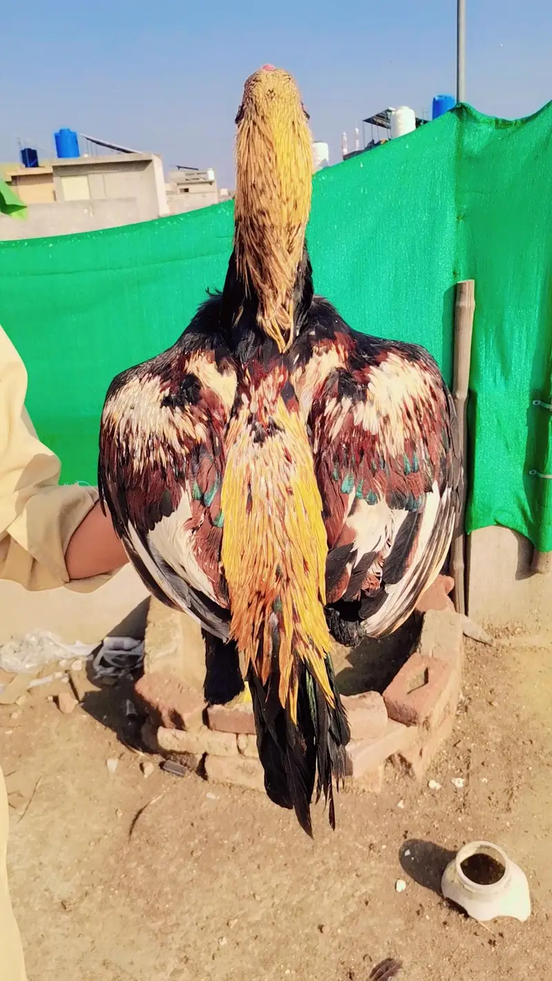 Jawa aseel patha Mianwali  line — photo 7