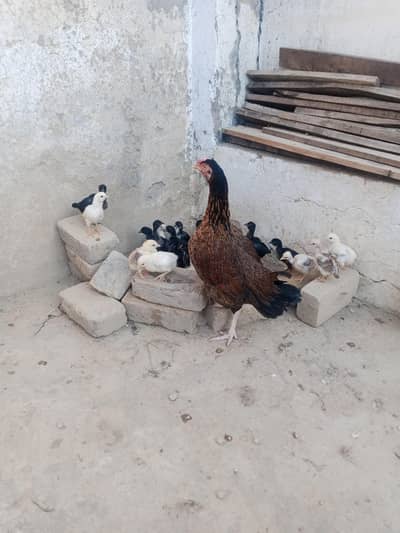 pure Desi hen with austrolop cross chicks