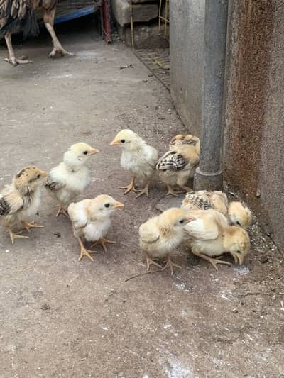 Aseel 10 chicks for sale