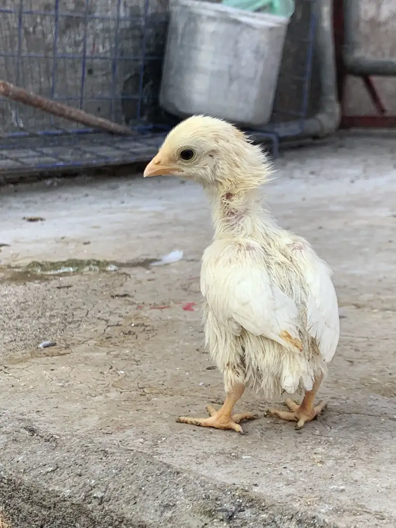 Aseel 10 chicks for sale — photo 2