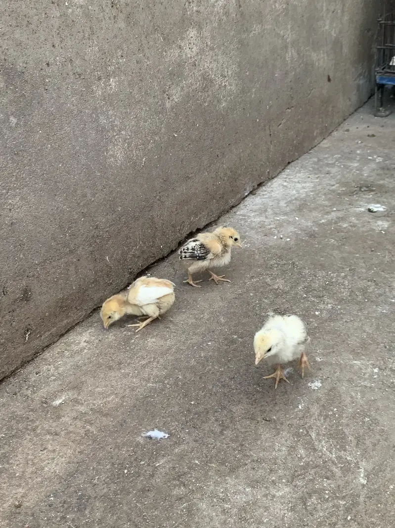 Aseel 10 chicks for sale — photo 3