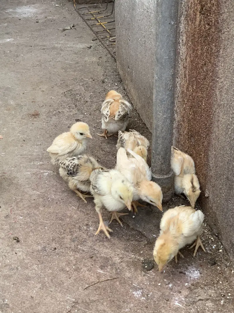 Aseel 10 chicks for sale — photo 4