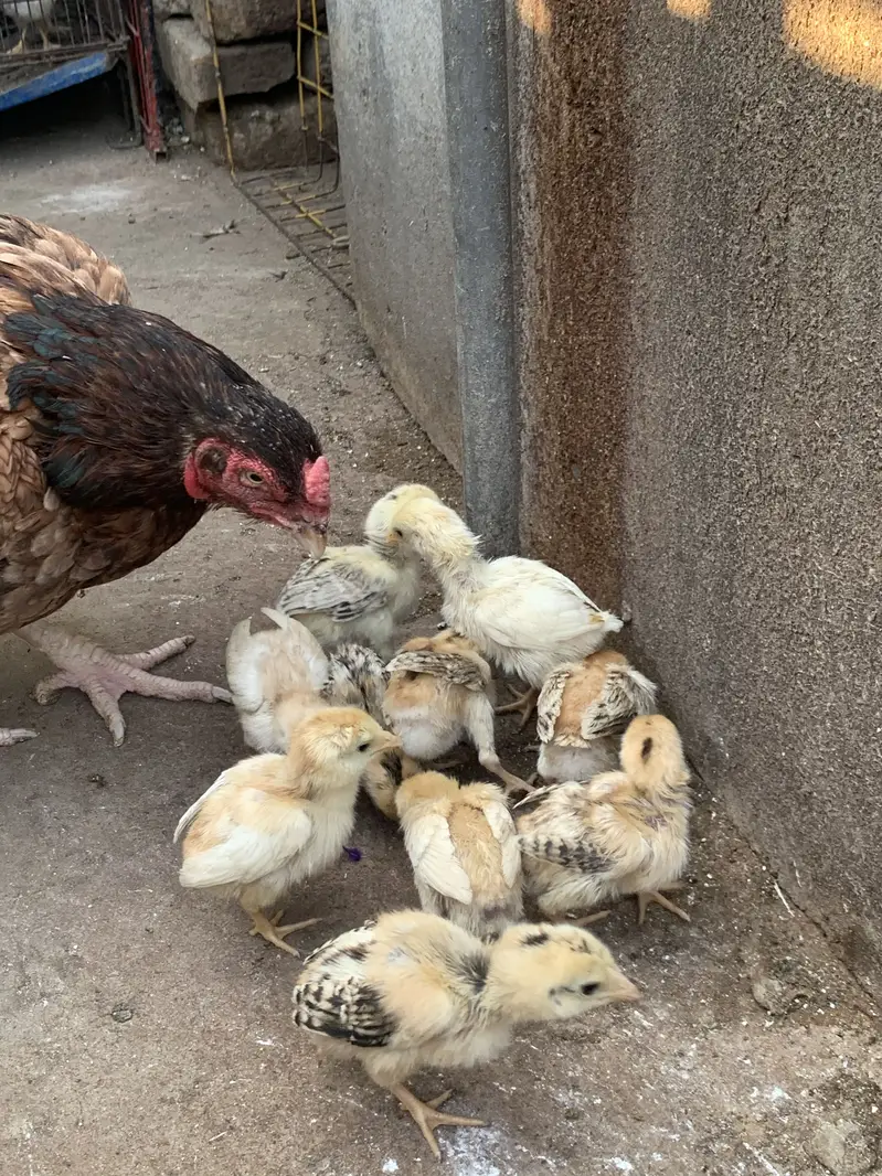 Aseel 10 chicks for sale — photo 5