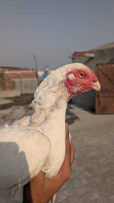 Heera Assel female for sale