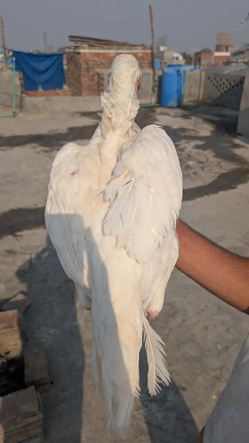 Heera Assel female for sale — photo 2