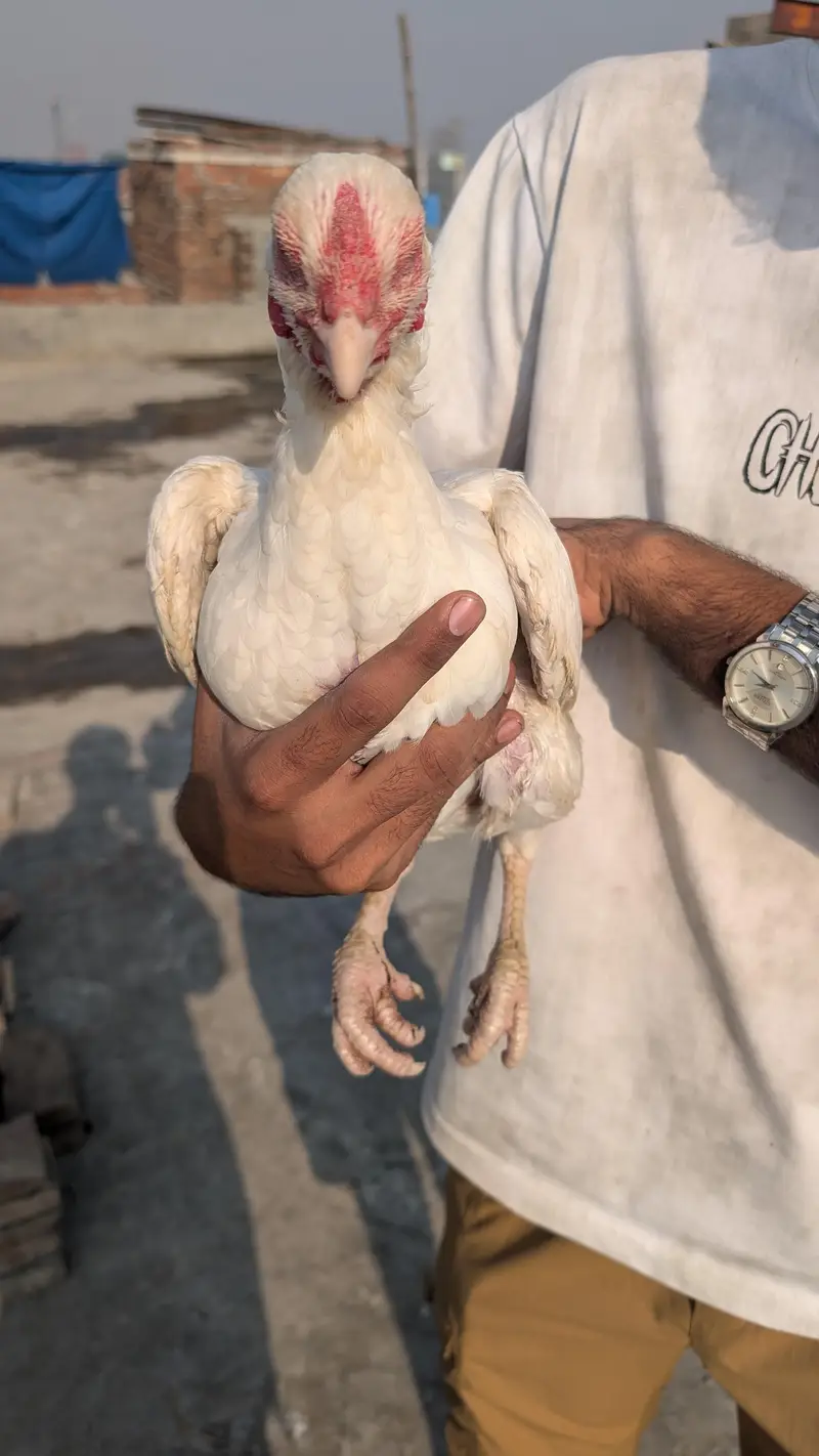 Heera Assel female for sale — photo 3