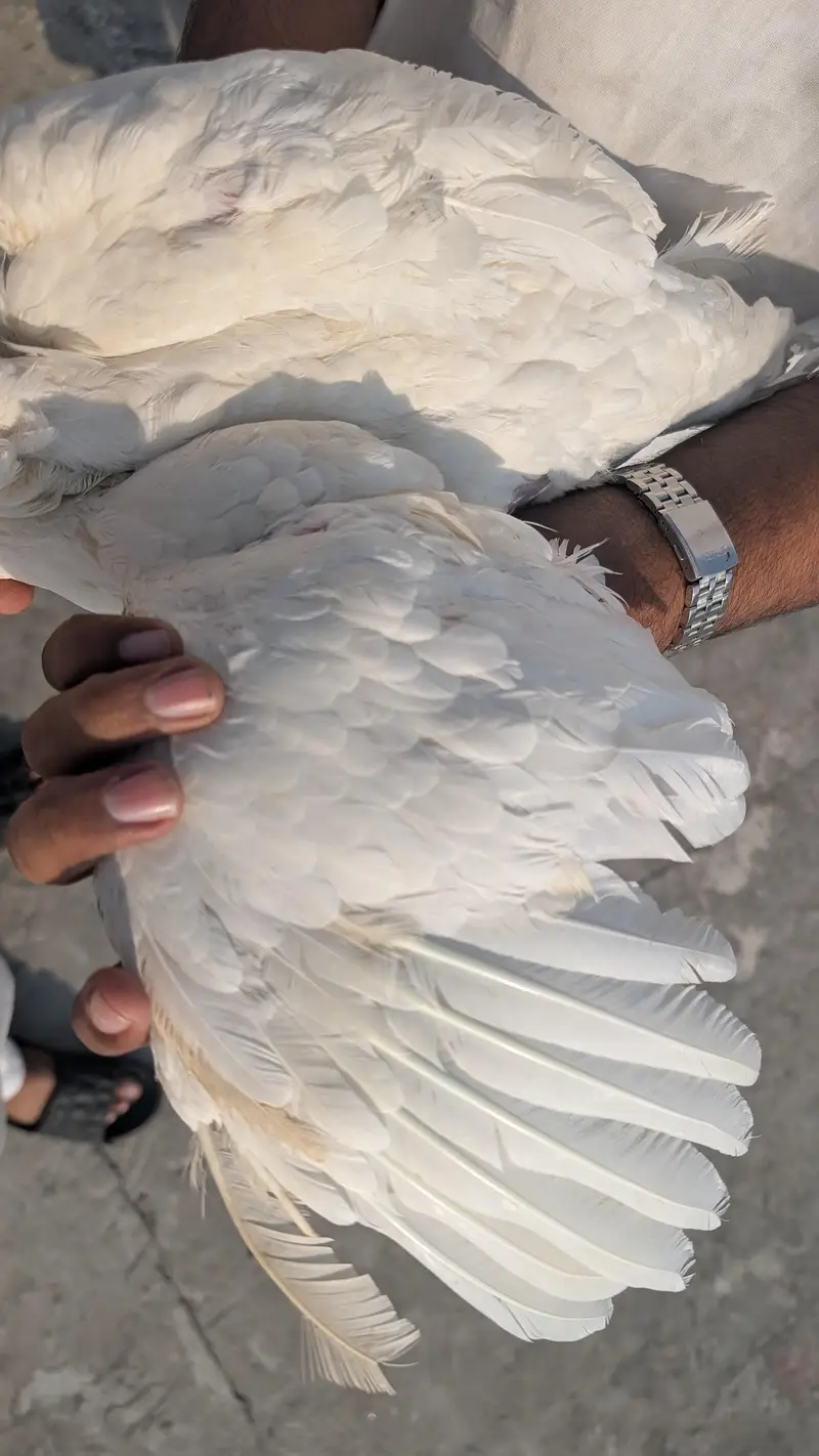 Heera Assel female for sale — photo 4
