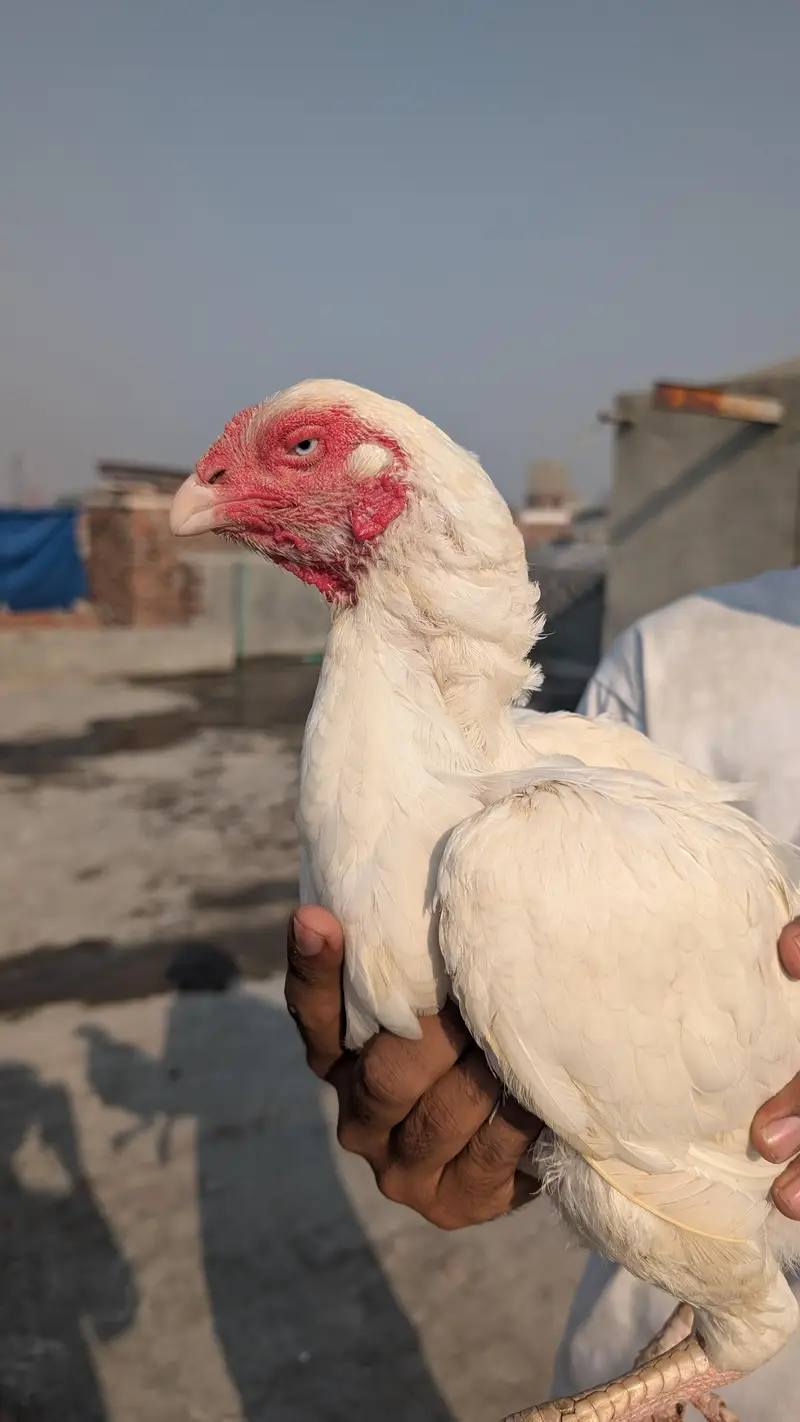 Heera Assel female for sale — photo 5