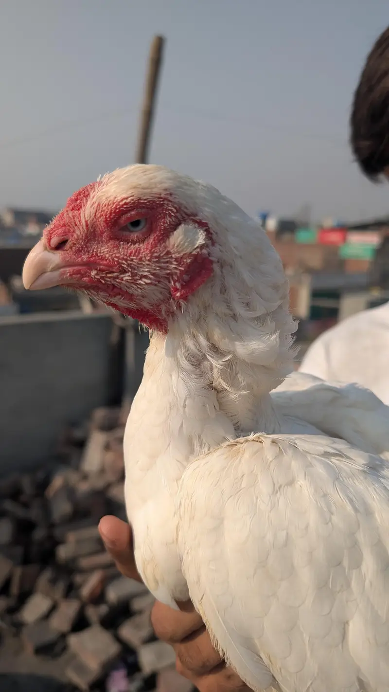 Heera Assel female for sale — photo 6