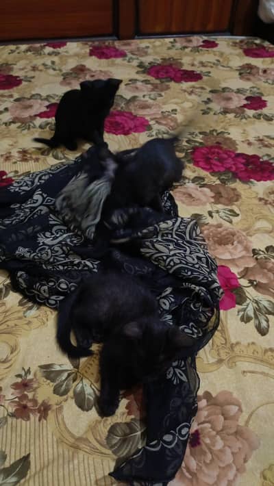 British bombay baby cats