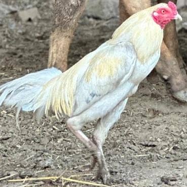aseel pair for sale