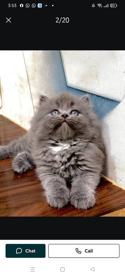 Cash on delivery parshion punch face kittens