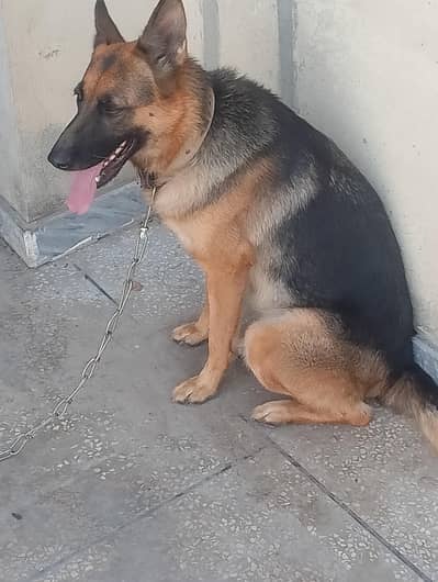 ak dafa breed hoi ha 4 puppy diye ha ful active farandli 03335540790