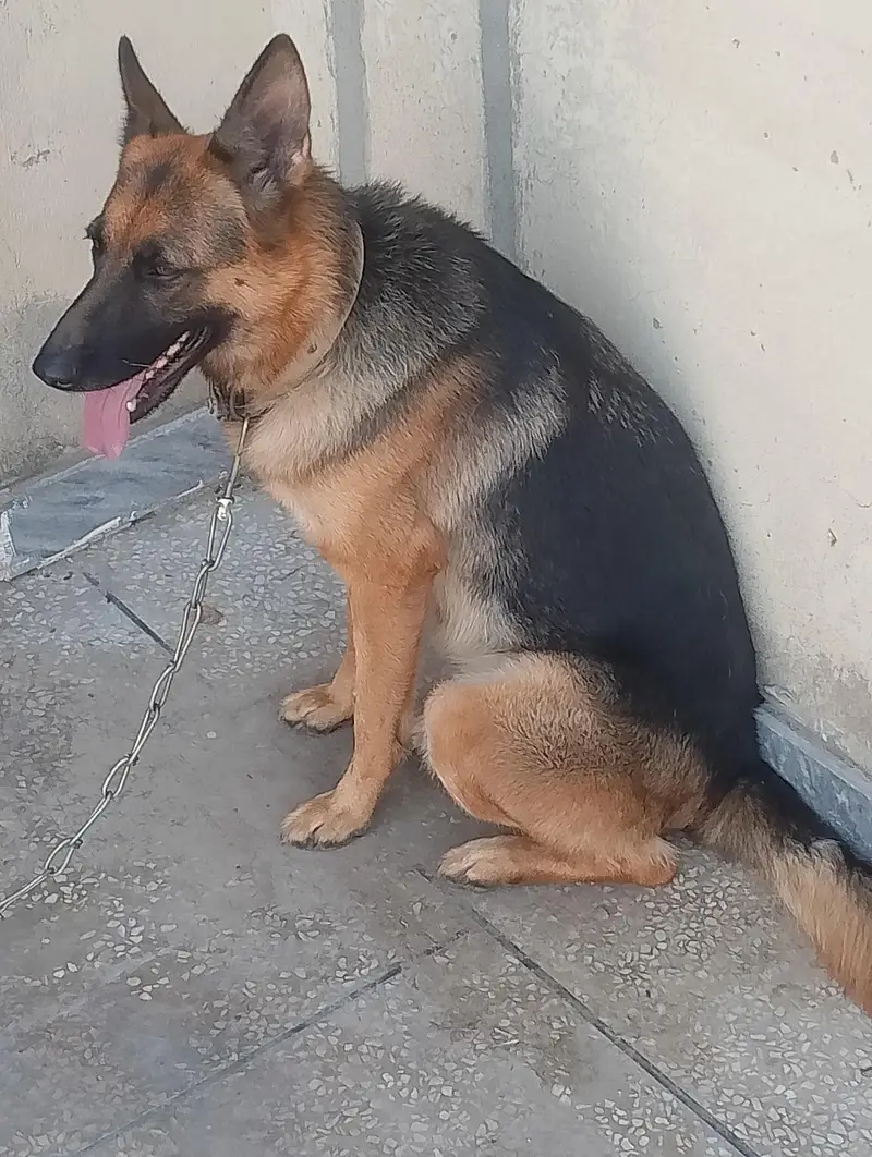 ak dafa breed hoi ha 4 puppy diye ha ful active farandli 03335540790 — photo 2