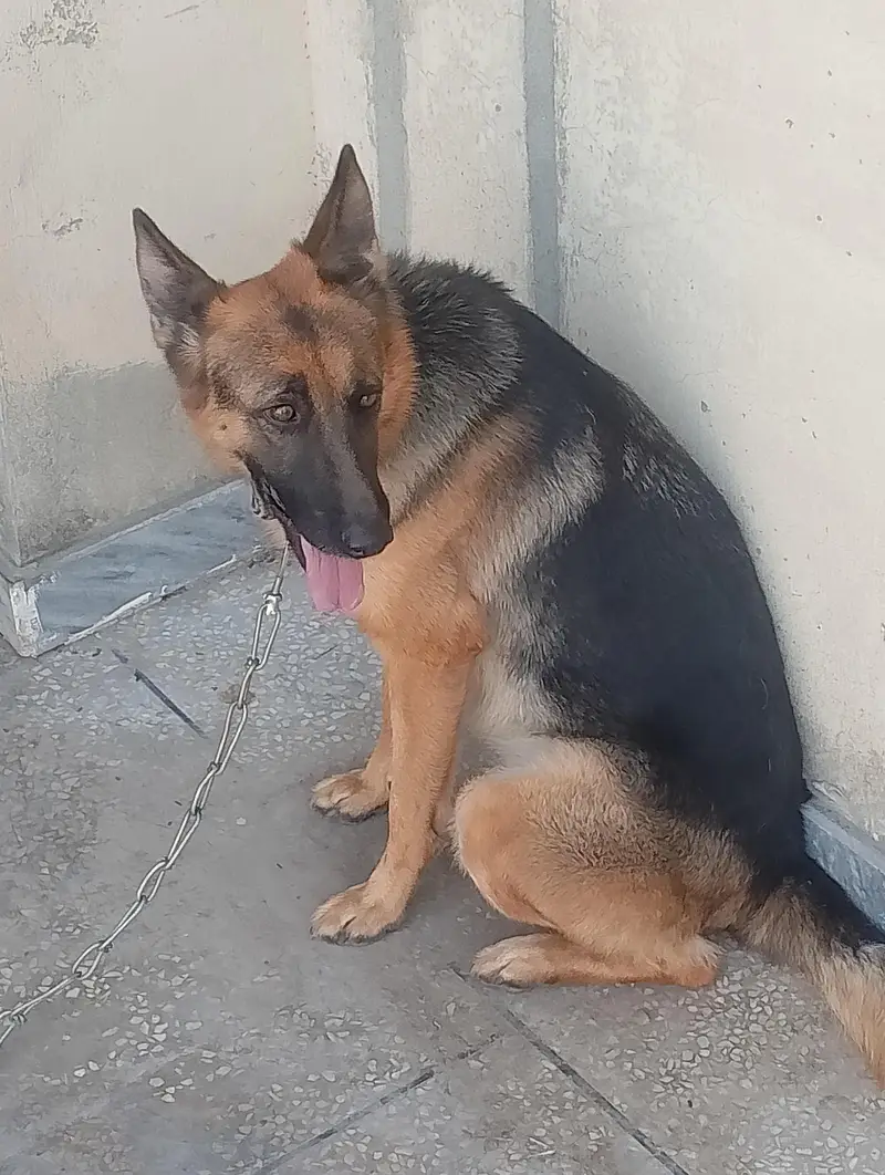 ak dafa breed hoi ha 4 puppy diye ha ful active farandli 03335540790 — photo 3