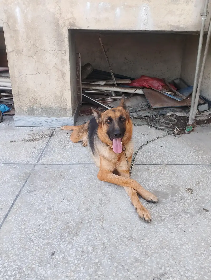 ak dafa breed hoi ha 4 puppy diye ha ful active farandli 03335540790 — photo 4