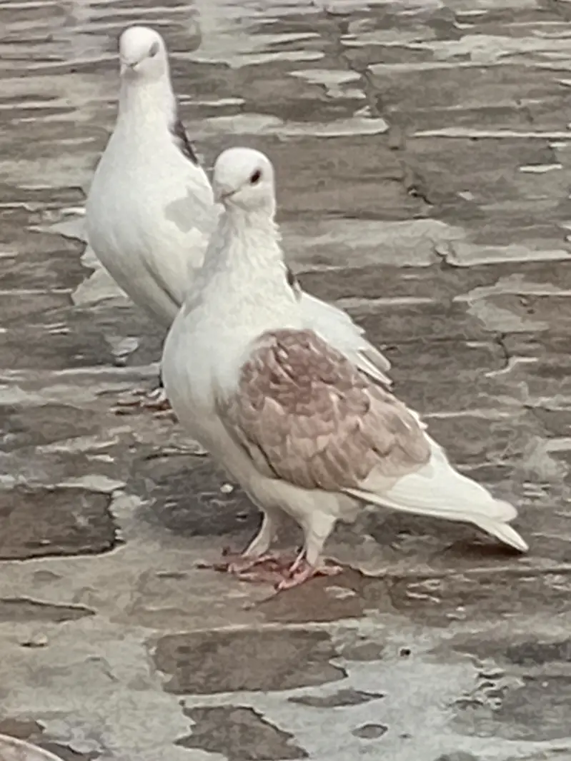 sentinant male — photo 2