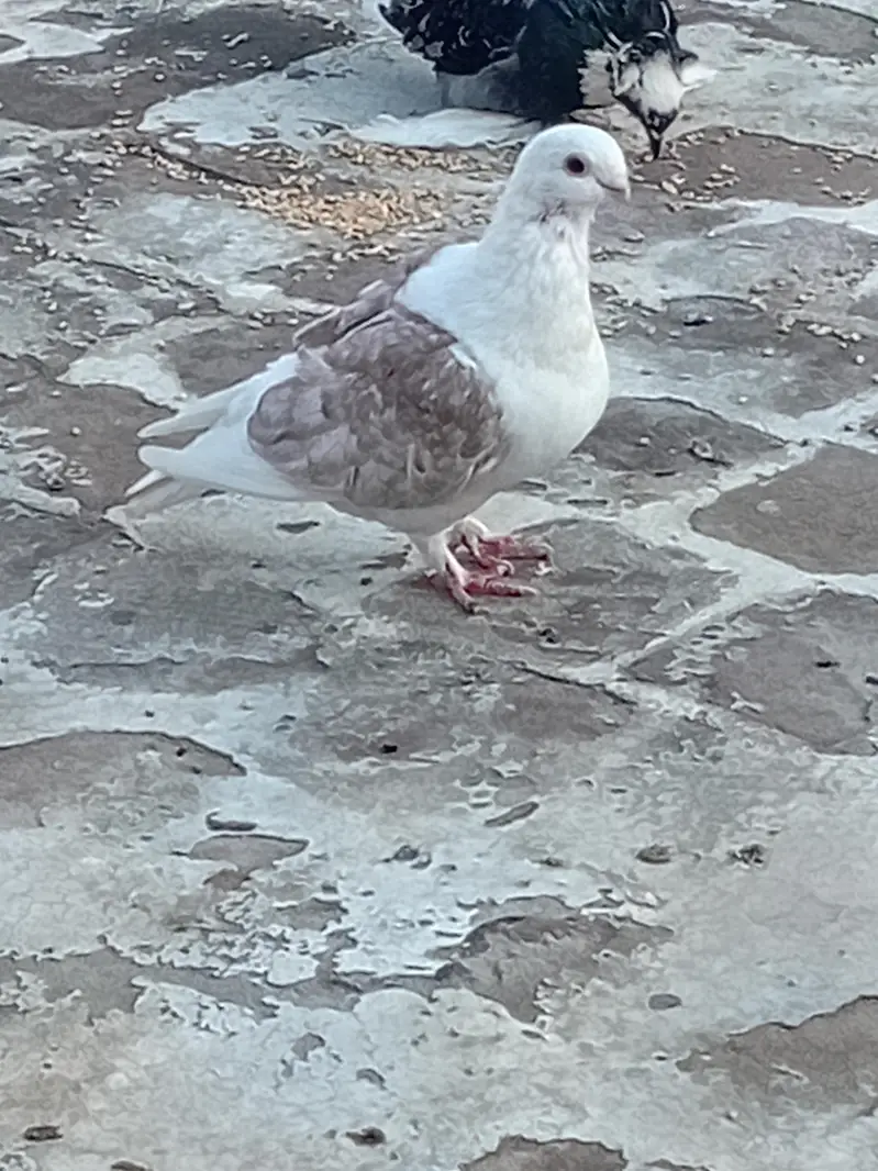 sentinant male — photo 3