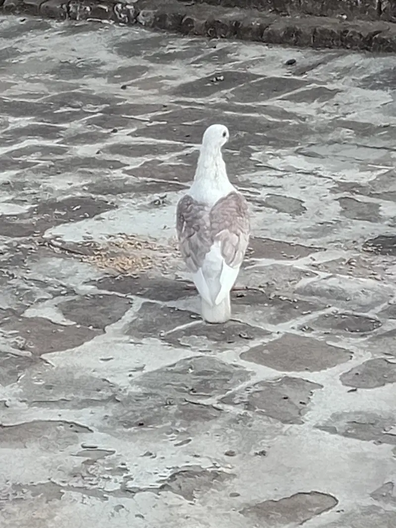 sentinant male — photo 5