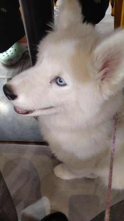 beautiful husky female for sell
