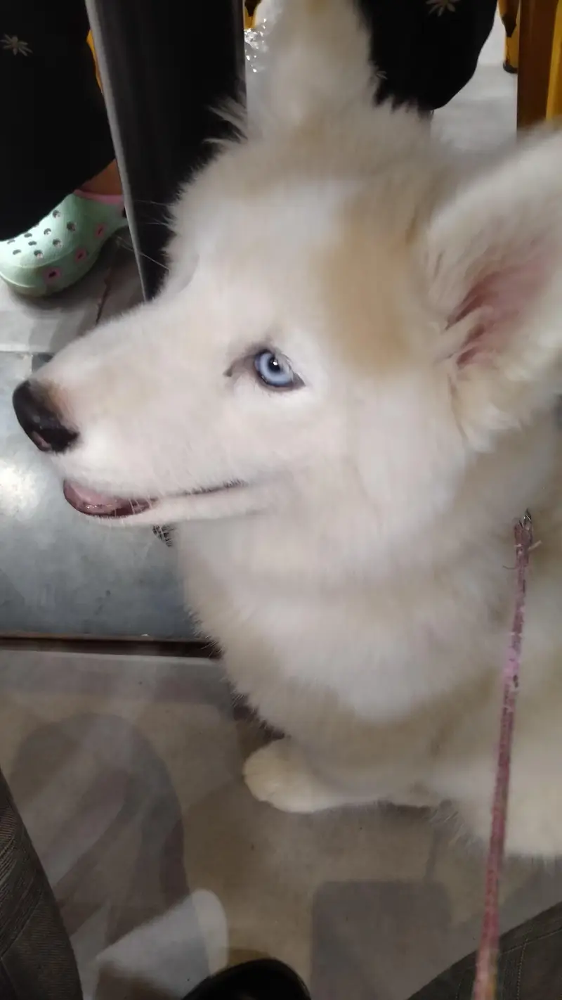 beautiful husky female for sell