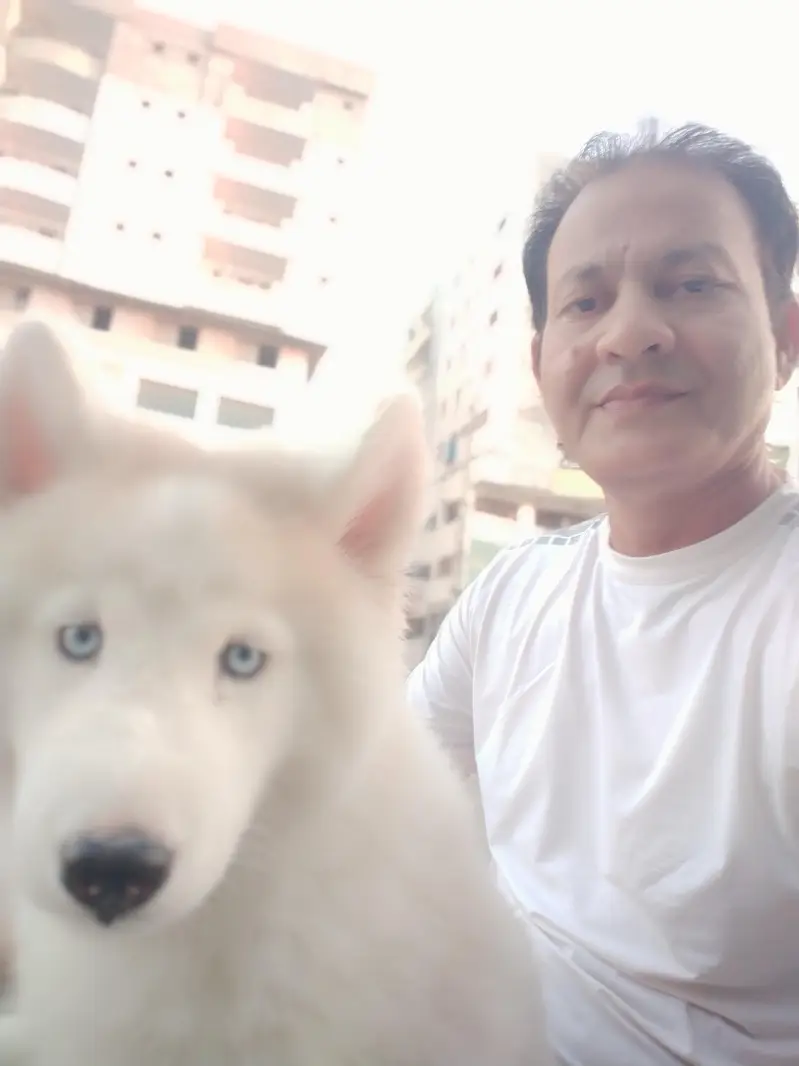 beautiful husky female for sell — photo 2