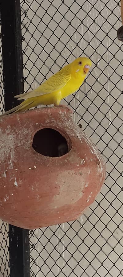 breeder pair of budgies Whatsapp 03016060334