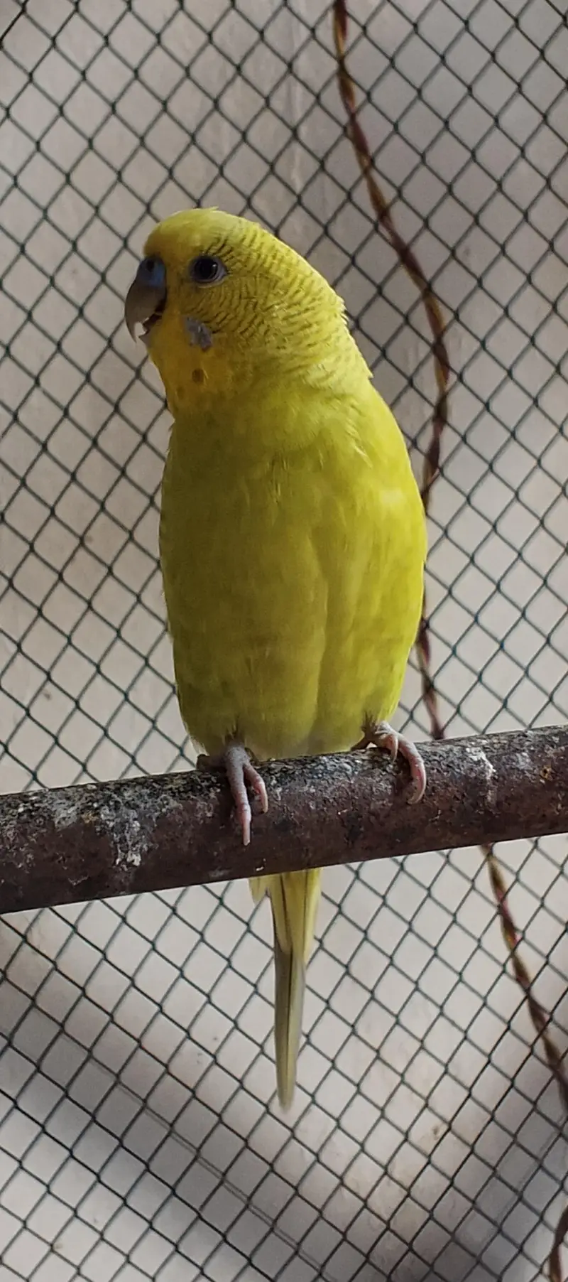breeder pair of budgies Whatsapp 03016060334 — photo 2