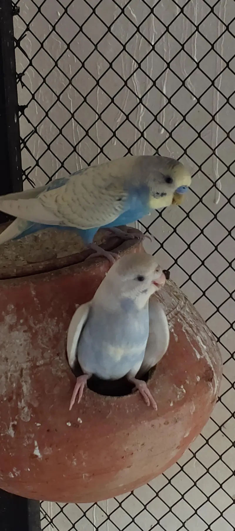 breeder pair of budgies Whatsapp 03016060334 — photo 3