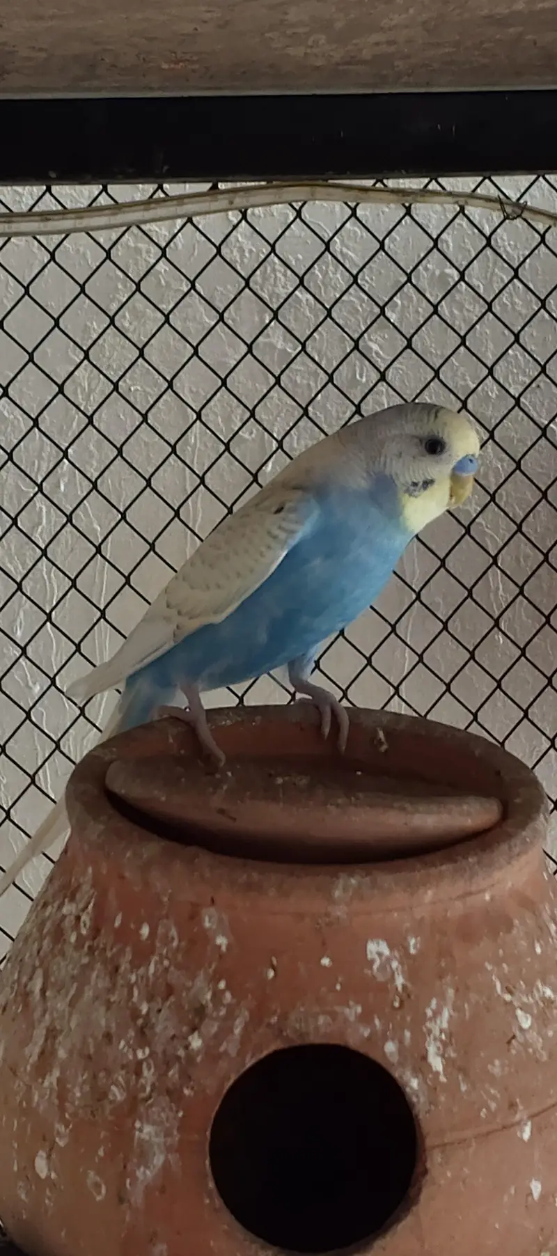 breeder pair of budgies Whatsapp 03016060334 — photo 4