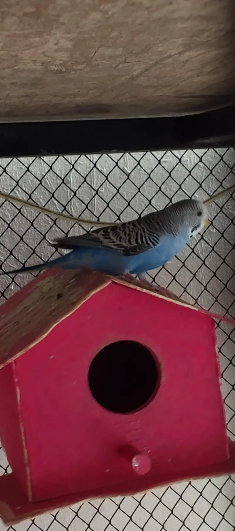 breeder pair of budgies Whatsapp 03016060334 — photo 5