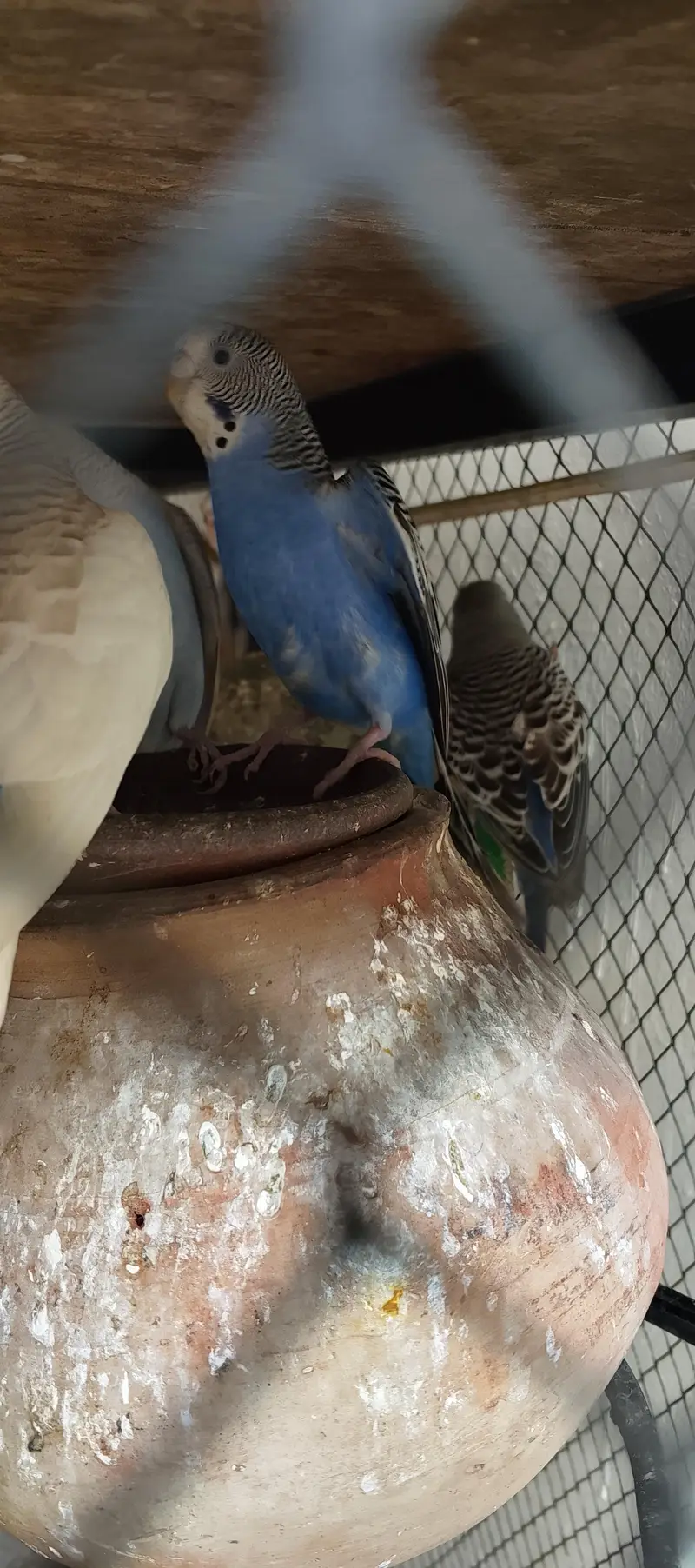 breeder pair of budgies Whatsapp 03016060334 — photo 6