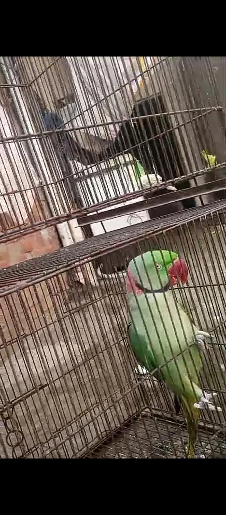 raw breader male for sale wtsp 03204847881 — photo 2