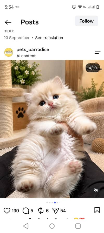 Triple Coated Original Persian Kitten