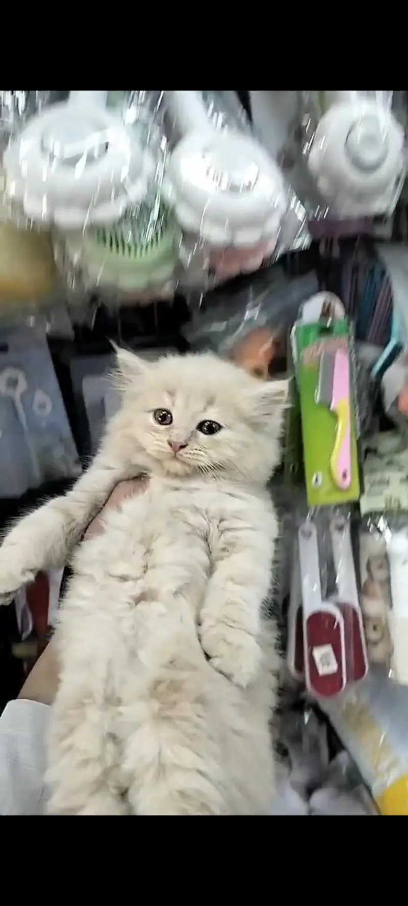 Triple Coated Original Persian Kitten — photo 2