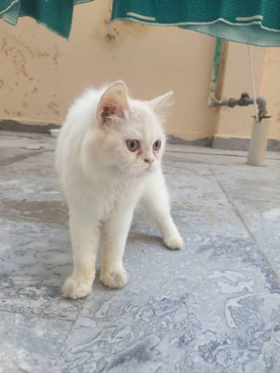 Doll-Face Russian Female Cat 6 Months