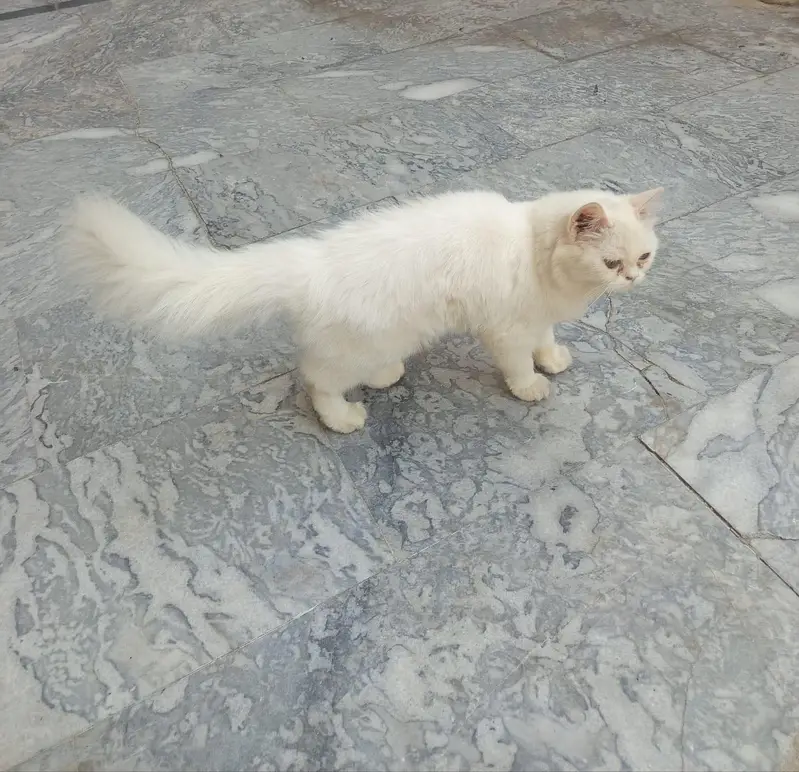Doll-Face Russian Female Cat 6 Months — photo 2