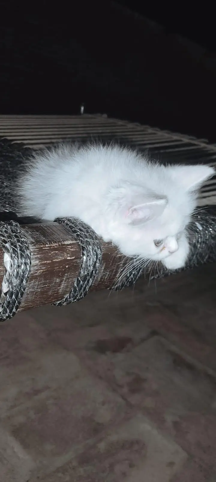 Doll-Face Russian Female Cat 6 Months — photo 3
