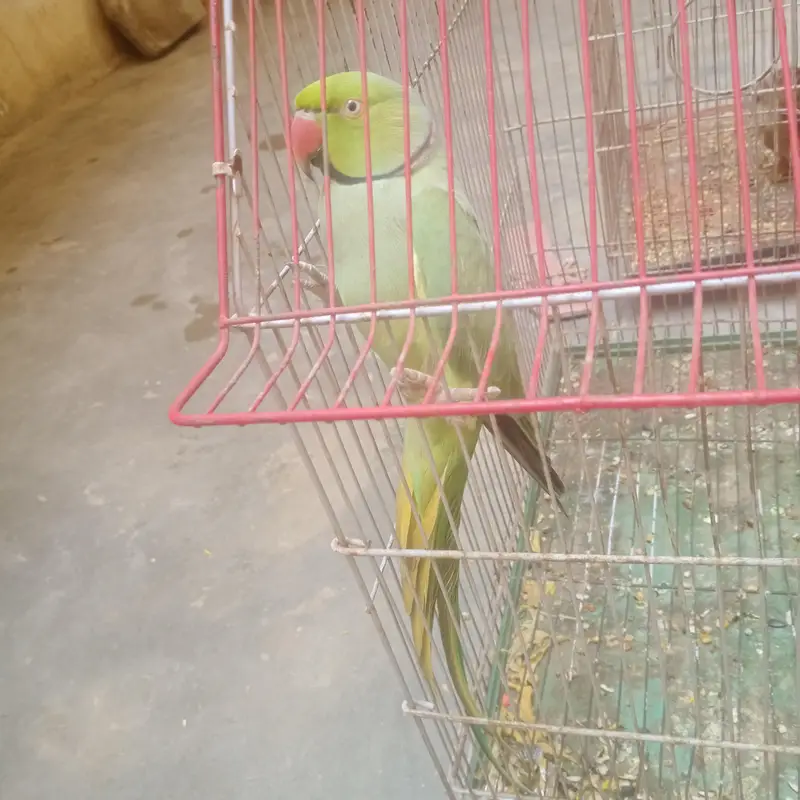 ring neak male semi team hy abi Ghar ka Pala hy — photo 2