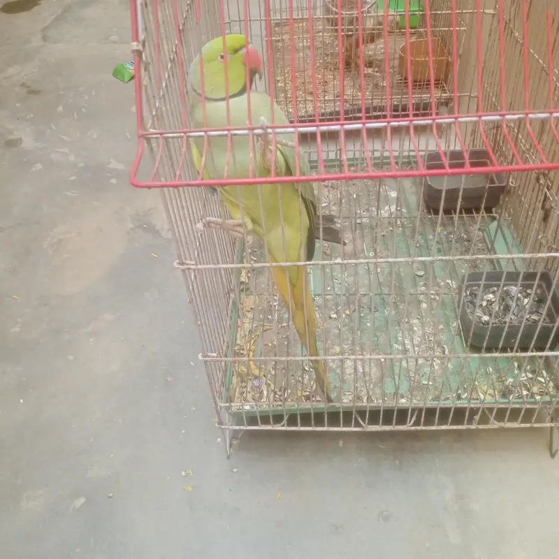ring neak male semi team hy abi Ghar ka Pala hy — photo 3