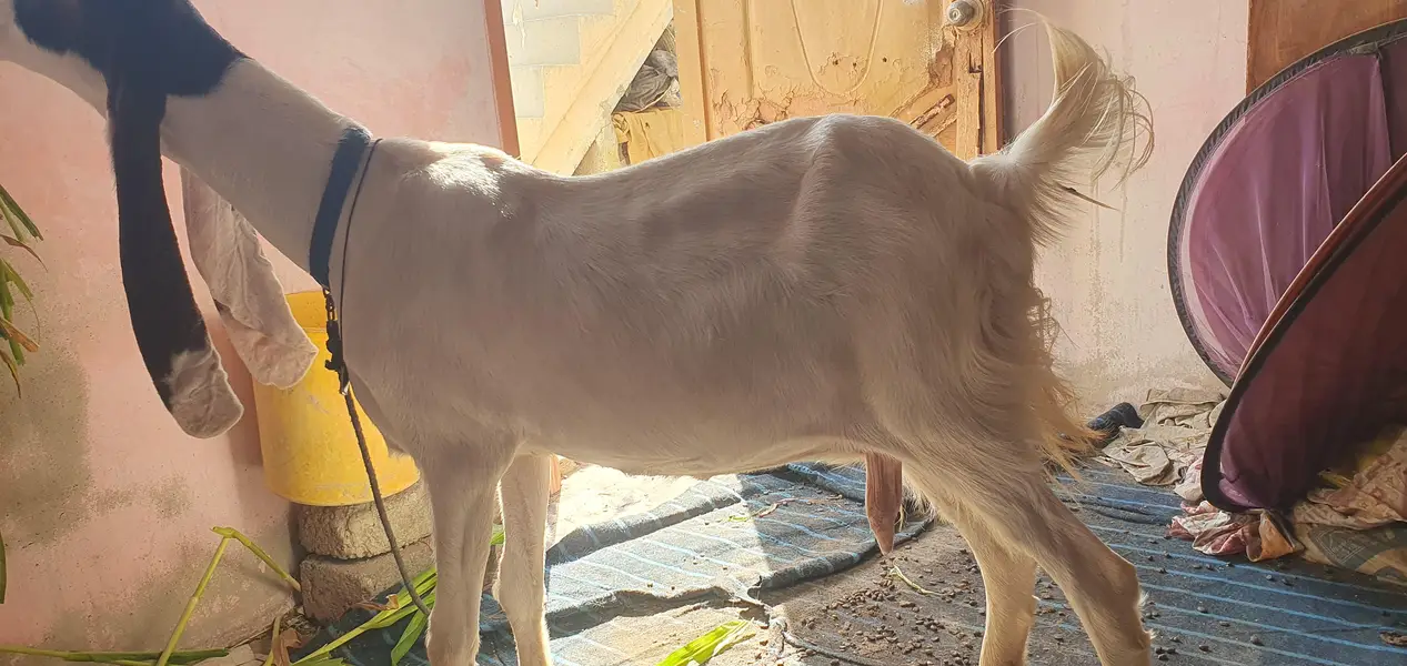 gulabi bakri gabem 4 dat he pergnent 1 month