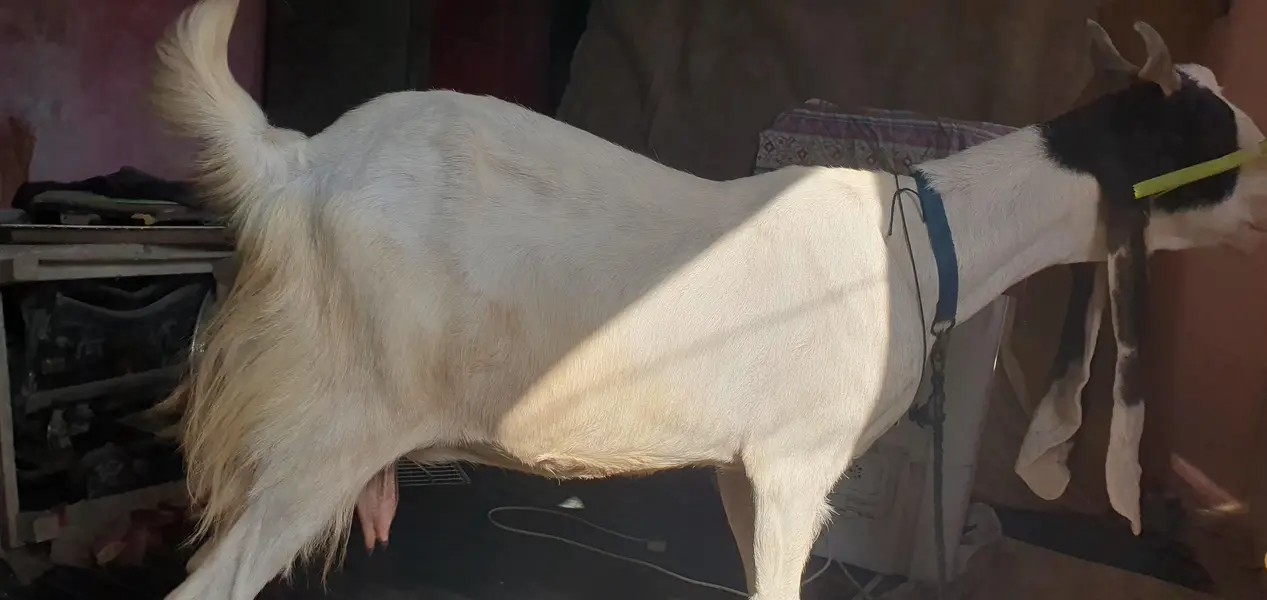 gulabi bakri gabem 4 dat he pergnent 1 month — photo 2