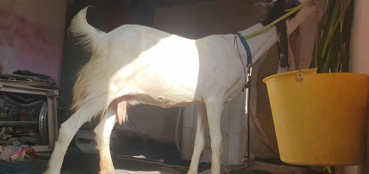 gulabi bakri gabem 4 dat he pergnent 1 month — photo 3
