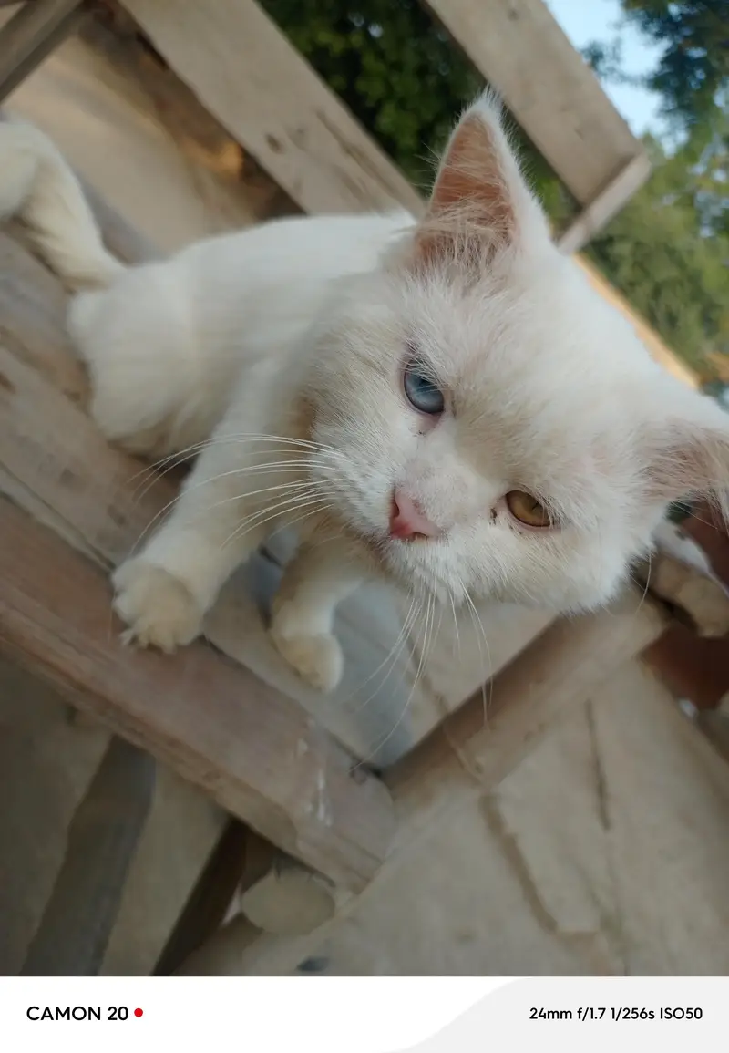 white cat, male  mix eyes blue and yellow  WhatsApp 03234881099