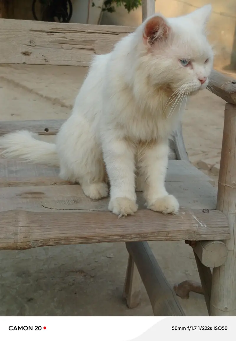 white cat, male  mix eyes blue and yellow  WhatsApp 03234881099 — photo 2