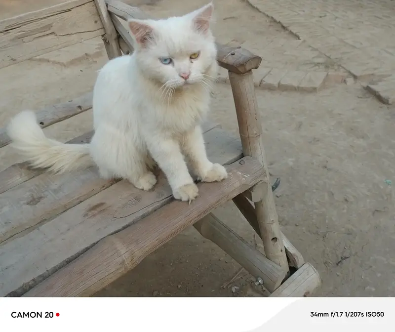 white cat, male  mix eyes blue and yellow  WhatsApp 03234881099 — photo 3