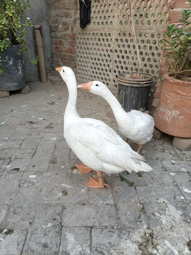 Long Neck Ducks