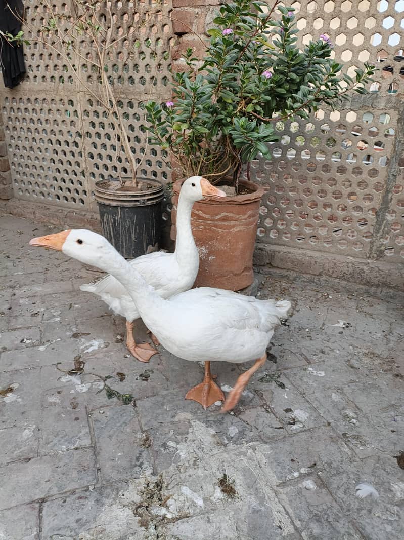 Long Neck Ducks 1