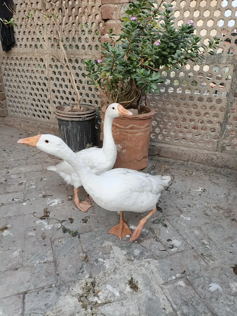 Long Neck Ducks — photo 2