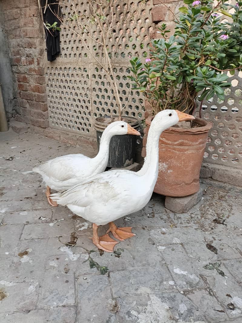 Long Neck Ducks 2